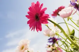 做事会把面子放在第一位的生肖，自尊心强，害怕被别人看不起图片