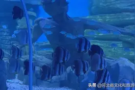 保定海洋科技馆趣味十足迎六一图片