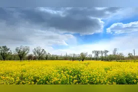 现代文阅读理解答题技巧——如何回答文章的艺术特色图片