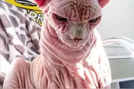 无毛猫从“受追捧”到“无人问津”？原来跟这几点有关图片