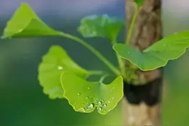 一个人的情人，命里是有定数的图片