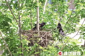 窗外喜鹊正筑巢，全家人沉浸式观赏图片