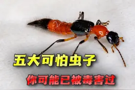 你听说过臭虫吗？揭秘地球5大可怕虫子，其中一种你可能已经中招图片