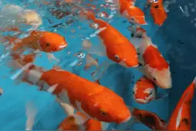 为什么一般人养不了九条锦鲤？图片