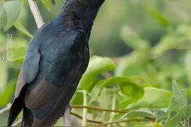 噪鹃这怪鸟叫声凄厉扰民被投诉——阿哥喂鸟的故事图片