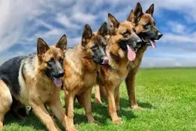 狗和狼究竟谁厉害？为什么狼群不敢招惹牧羊犬？图片