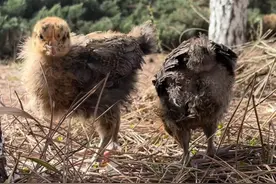 没事不要给孩子买小鸡养，因为一不小心就养大了图片