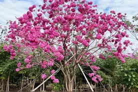 在绿化工程上，如今有哪些树，一棵能卖4000元以上？图片