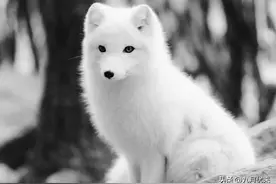 民间故事：白狐向男子讨封，男子：你像一个水性杨花的大姑娘图片