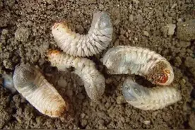 农家人深恶痛绝的害虫，如今变成野味，80一斤被端上城里人的餐桌图片