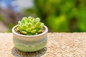 霸气高冷的句子图片