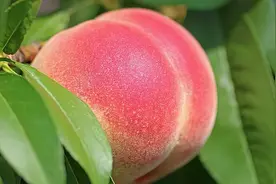 夏天吃桃，好处或“不约而至”！但要牢记6个禁忌，别再蒙在鼓里图片