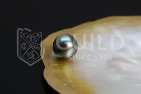 GUILD大溪地珍珠鉴定证书详细解读图片