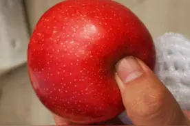 好吃的“年果”来了！新疆“红肉苹果”1月中旬到货，零售40至50元一斤图片