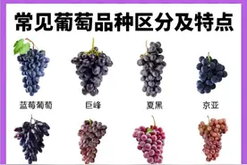 常见葡萄品种，超全！（附挑选和保存方法）图片