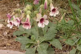 它的花像喇叭根像红薯，人称地黄有3大价值，市场价格15元一斤图片