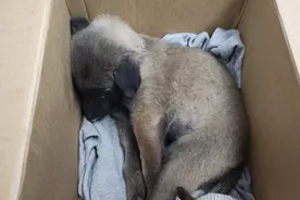 黑龙江：被主人打至昏迷瘫痪的小马犬，狗狗：主人，我到底做错啥图片