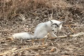 “小家伙眼神很魅”！罕见白狐现身杭州小区，这其实并不是好事图片