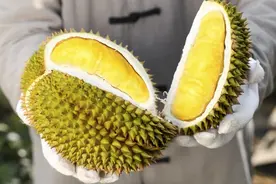 买榴莲，教你5招挑选，香甜绵软，皮薄肉厚特饱满，不花冤枉钱图片