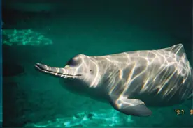 长江的“征兆”：南京出现野生鱼群，“资源恢复”苗头初现？图片