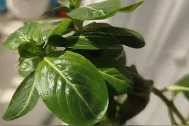 一个酒杯引发的故事图片