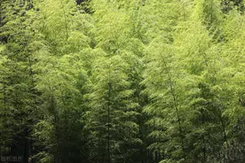 农村毛竹有多廉价？今天我来告诉你图片