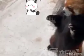 小熊猫讨苹果被拒，饲养员：要控糖，吃多了会生病图片