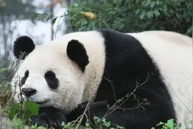 狮子和老虎，为何不吃大熊猫呢？是因为打不过吗？图片