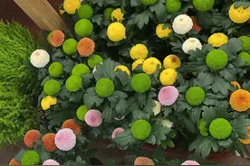 端起碗吃饭，放下碗骂娘图片