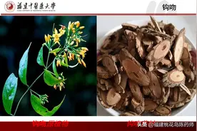 植物类有毒中药（下）—②图片