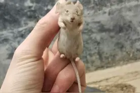 北方老鼠一捏就死，南方老鼠和猫干仗！为何北方人就比南方人高？图片