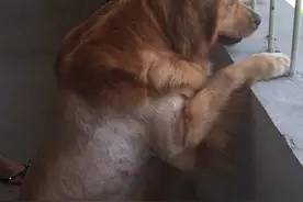 狗狗严重真菌皮肤病！低成本成功上岸图片