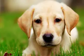 独居女子救下重伤幼犬,6年后女子遭逢不测,为报恩义犬竟苦苦相守图片