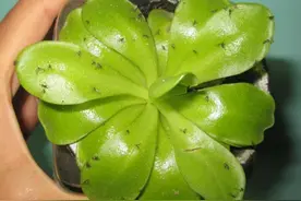 花盆里都是“小黑飞”，教你4招就解决图片