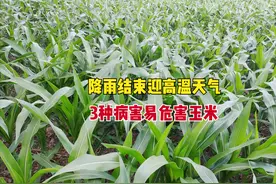降雨结束高温卷土重来，玉米要谨防3种病害，该如何防控？图片