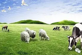 牛羊其他普通病的诊治：产科疾病——无乳和泌乳不足图片