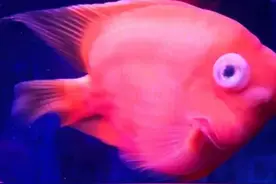 观赏鱼蒙眼凸眼小妙招图片