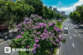 惊艳！福州大花紫薇盛开，编织仲夏之梦图片
