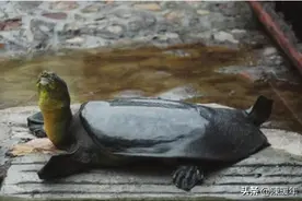 比大熊猫还珍贵的动物，世界上仅有3只，其中一只在中国图片