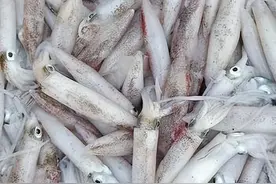 广西北海出现大量鱿鱼，密密麻麻全是触手，难道海底会出现灾害？图片