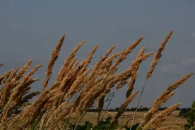 「诗词鉴赏」十首咏风的诗词，你最喜欢哪一首？图片