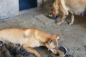 大黄狗舍不得吃肉，将鸡腿叼给了月子中的“女儿”：给你补身体图片