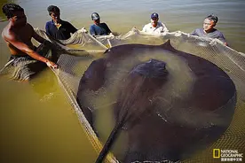 为什么我们还没找到世界上最大的鱼？图片