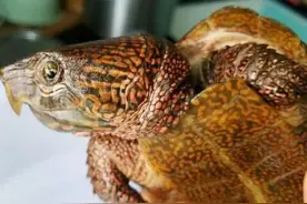 有着千年历史的活宝，大山里的活化石，也是国家一级保护动物图片