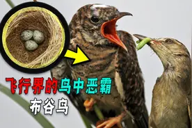 杜鹃不孵蛋，不搭窝不育雏！偏爱借巢生子，被寄生者如何反抗的？图片