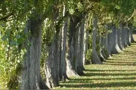 宿迁面积最小的县，南濒洪泽湖，被誉为“中国杨树之乡”图片