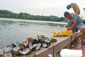 射阳河鲜河蚌图片