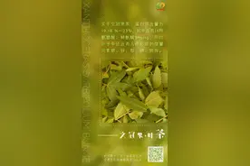 种上文冠果 栽下“摇钱树”图片