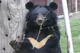 从苦难中被解救出来的亚洲黑熊——月熊图片