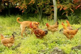 民间故事：雄鸡与土狗图片